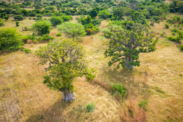 猴面包树鸟瞰图。塞内加尔。西非。无人机从上面拍摄的照片。图片下载