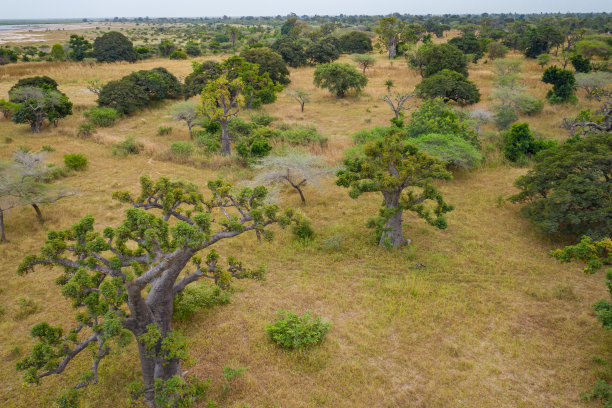 猴面包树鸟瞰图。塞内加尔。西非。无人机从上面拍摄的照片。图片下载