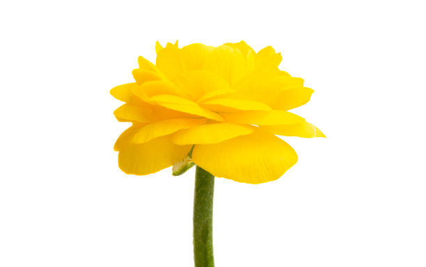 黄毛茛花孤立图片下载