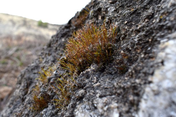 苔藓在岩石上生长成熟图片下载
