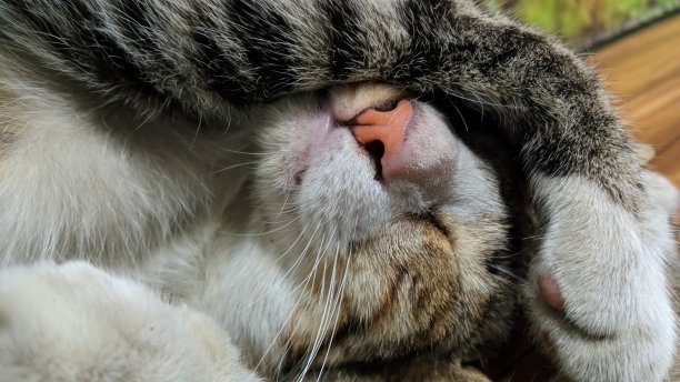 睡觉的猫图片下载