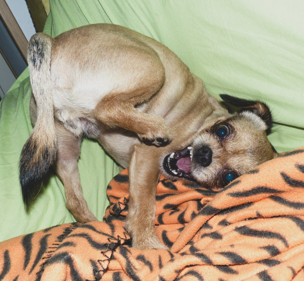 疯狂的狗图片下载