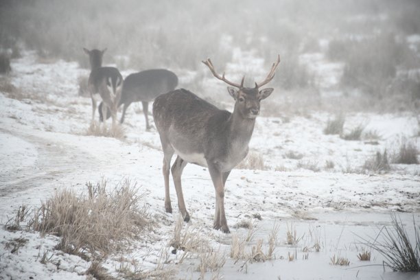 一群休閒的鹿在多雾的冬日里四处走动图片下载