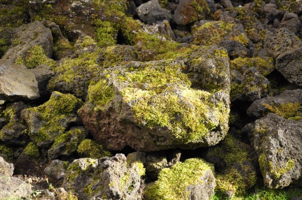 冰岛熔岩场的特写图片下载