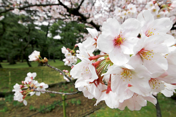 日本的樱花在春天盛开图片下载