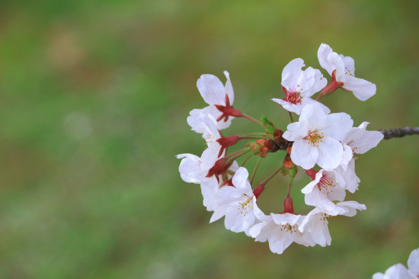 日本的樱花在春天盛开图片下载