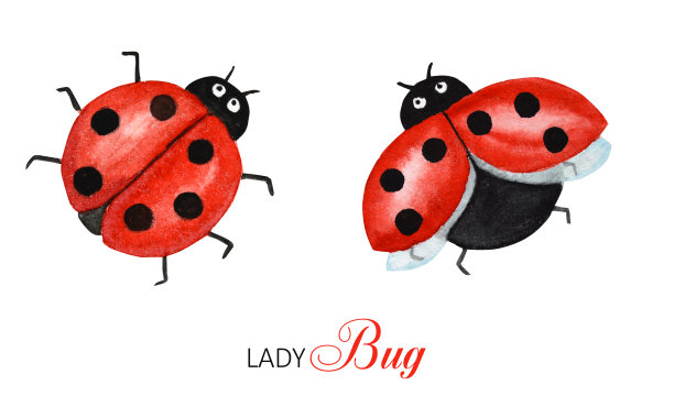 水彩瓢虫集，鲜艳的飞虫卡通。滑稽的红瓢虫在飞行。孤立在白色背景上。贺卡的概念与文字。图片下载