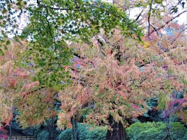 11月。秋天终于来到了东京地区，展现了它所有的辉煌。公园图片下载