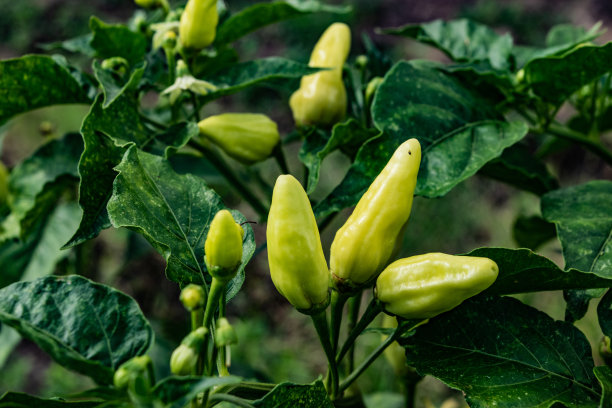 热辣椒植物图片下载