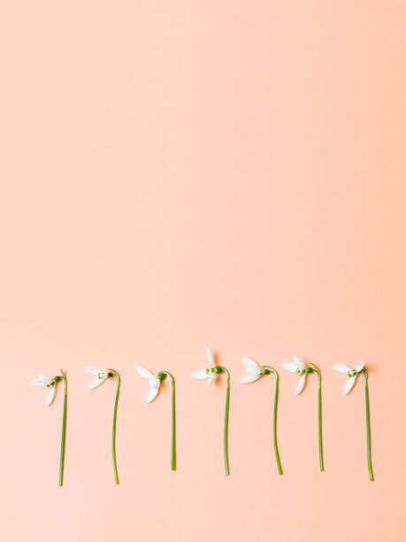 美丽的春天白花孤立在淡粉色的背景。平躺，俯视图。花组成。图片下载