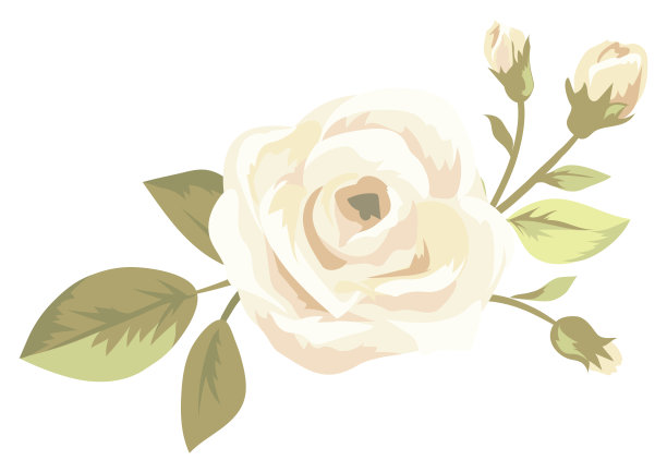 美丽的玫瑰花矢量插画素材图片