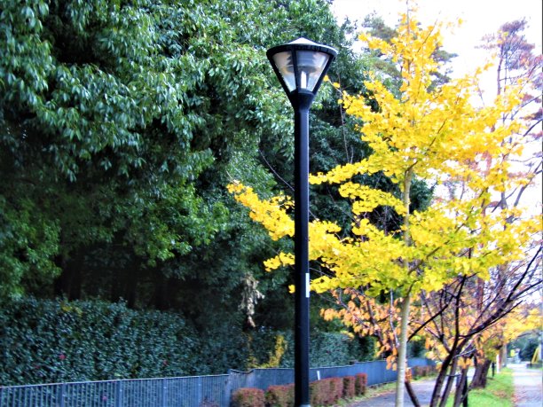 日本,日本。这是11月。小巷。银杏树，又有一缕光。图片下载