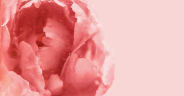 抽象模糊的背景与郁金香花程式化的水彩画，色调在活珊瑚的颜色图片下载