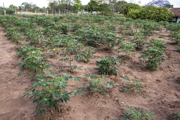 在熟悉的小农场种植木薯或木薯图片下载