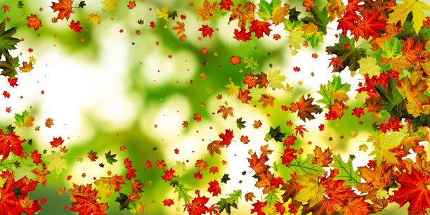 叶子孤立。秋天树叶的图案。季节的落叶背景。图片下载