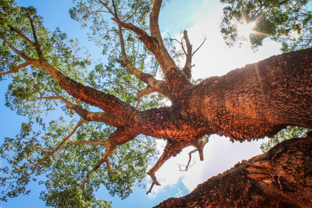 一棵阳光明媚的老树图片下载