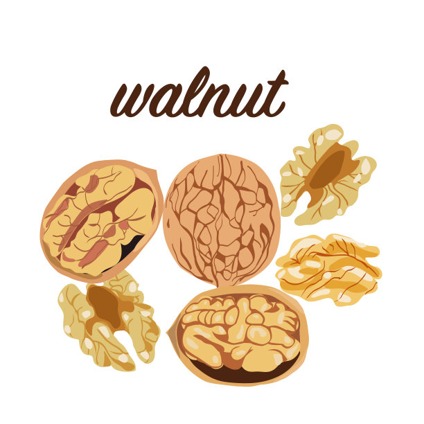 矢量手绘彩色核桃植物组。图片下载