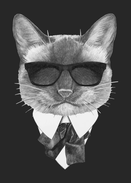 暹罗猫的肖像在西装。手绘插图。向量孤立的元素。图片下载