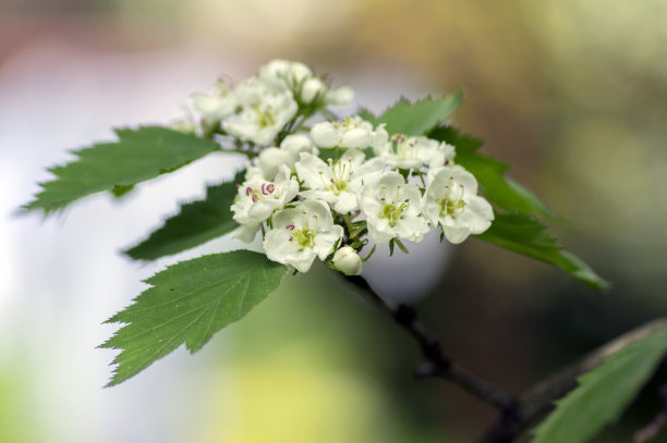 山楂属观赏开花乔木，春季开白花，山楂在山楂中怒放图片下载