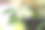 山楂属观赏开花乔木，春季开白花，山楂在山楂中怒放图片下载