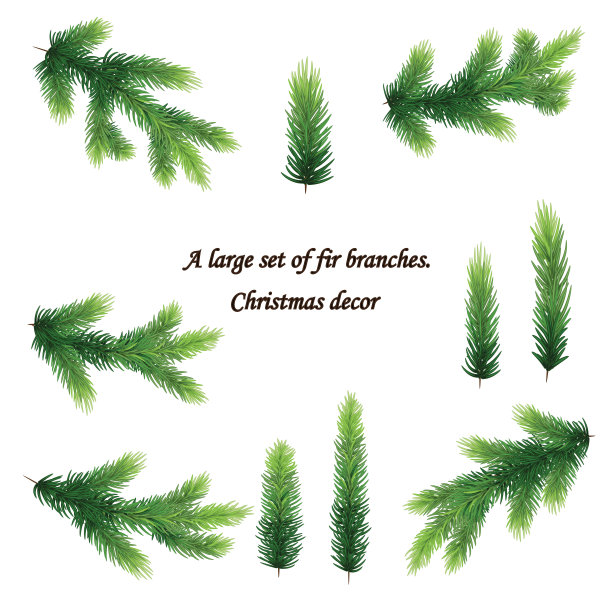 云杉枝。针叶分枝孤立无影。寒假布置。图片下载