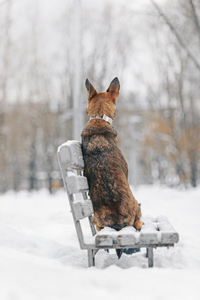 冬天坐在长凳上的杂种狗图片下载