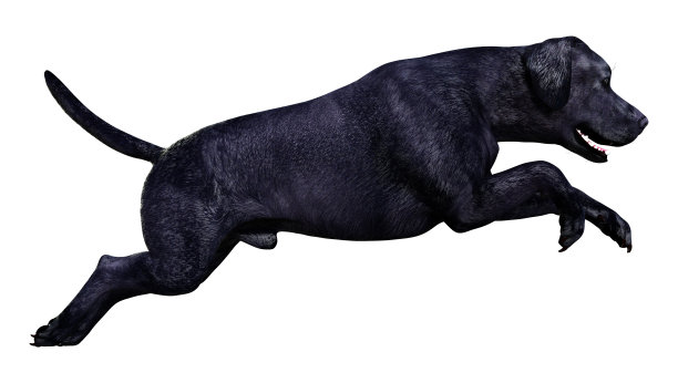 3D插图拉布拉多狗在白色图片下载