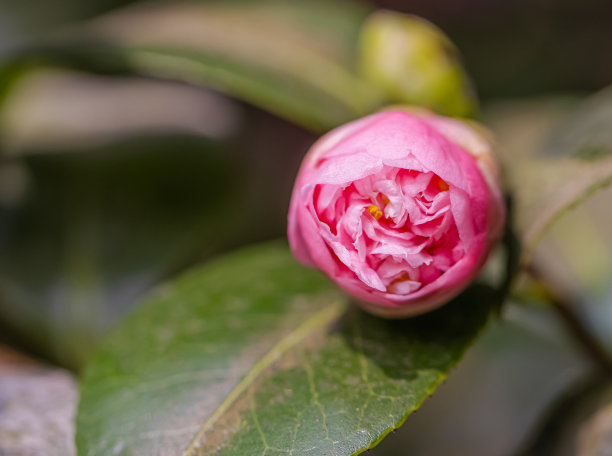 山茶花花图片下载