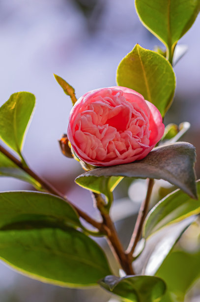 山茶花花图片下载