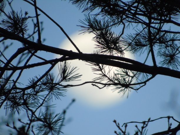 月光在白天图片下载