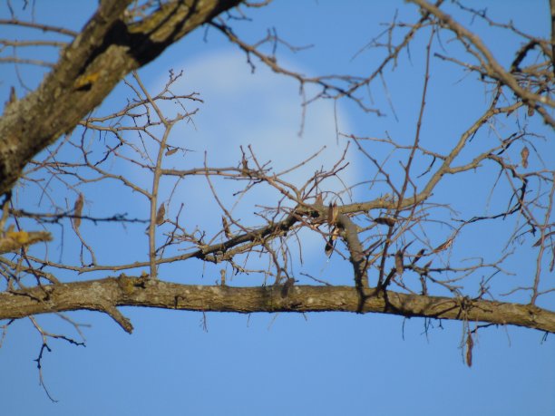 月光在白天图片下载
