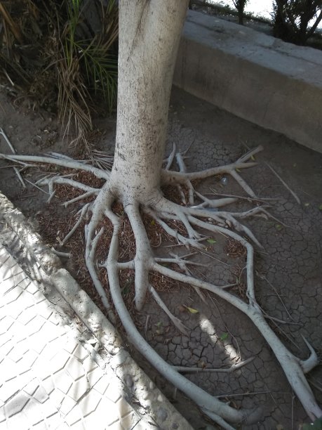 地上的树根图片下载