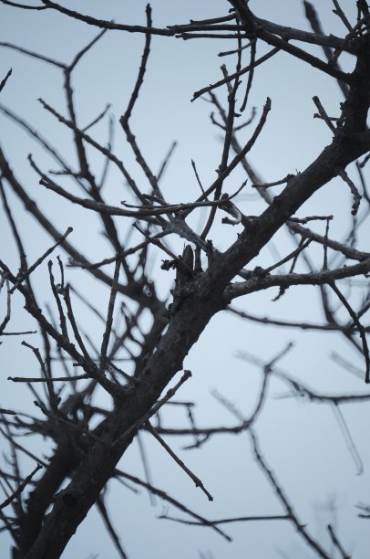 蓝天下的剪影树枝图片下载