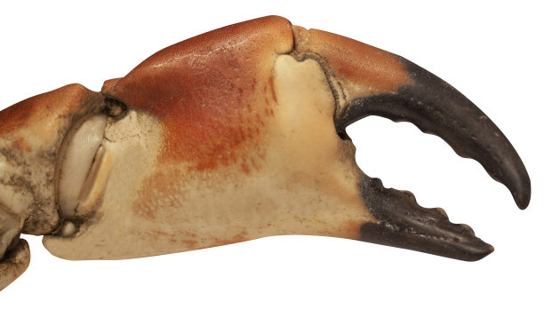 煮熟的蟹爪孤立在白色背景。近距离图像。图片下载