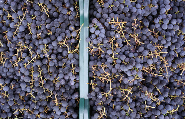 一串串伊莎贝拉葡萄堆放在塑料盒子里。图片下载