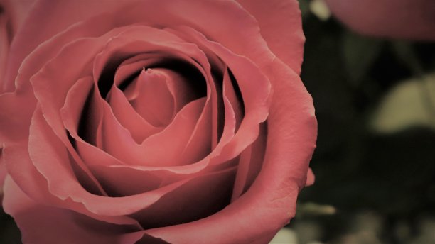 红玫瑰情人节洛可可图片下载