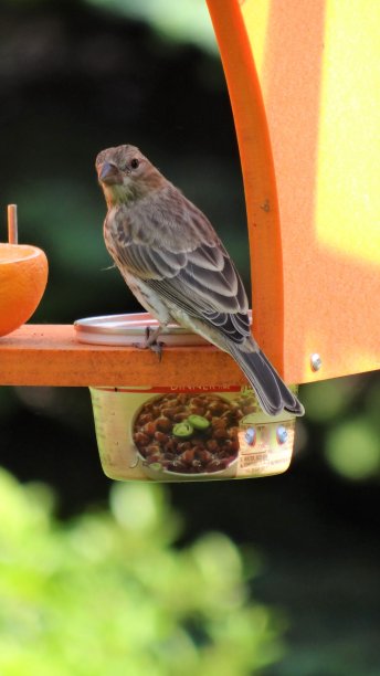 野生生活图片下载