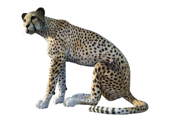 野生豹孤立在白色，3d渲染。图片下载