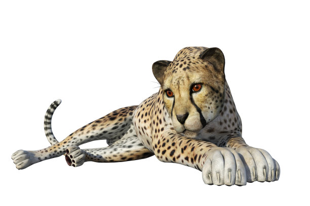 野生豹孤立在白色，3d渲染。图片下载