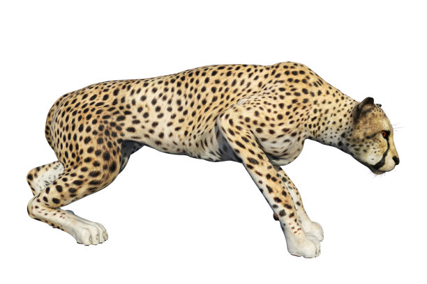 野生豹孤立在白色，3d渲染。图片下载