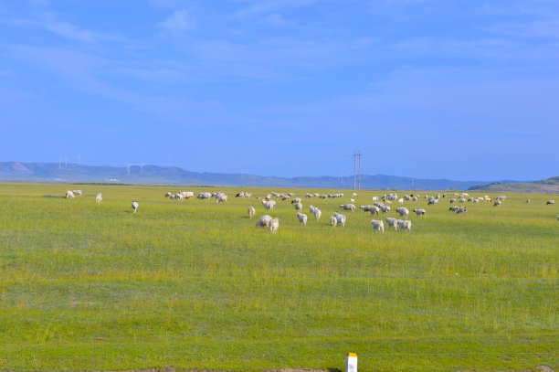 草原上的牛群图片下载