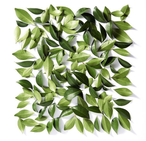 绿叶形成一个正方形。图片下载