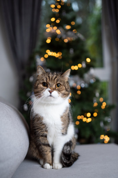 圣诞节的猫图片下载