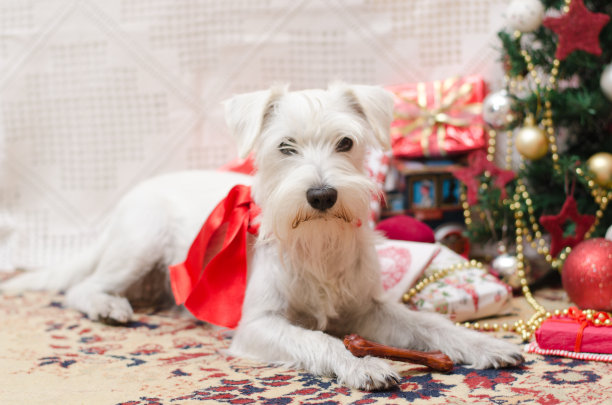 狗waith圣诞节图片下载