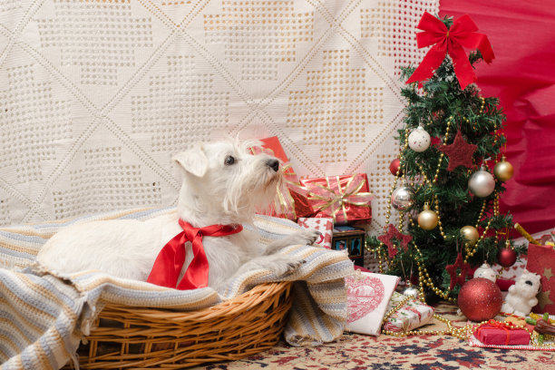 狗waith圣诞节图片下载