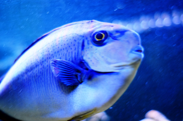 性状:热带鱼图片下载