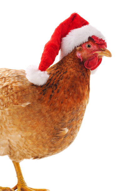 戴着圣诞帽的小鸡。图片下载