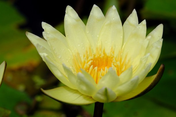 近距离观看，黄色的荷花绽放在一片绿叶模糊的植物园里图片下载