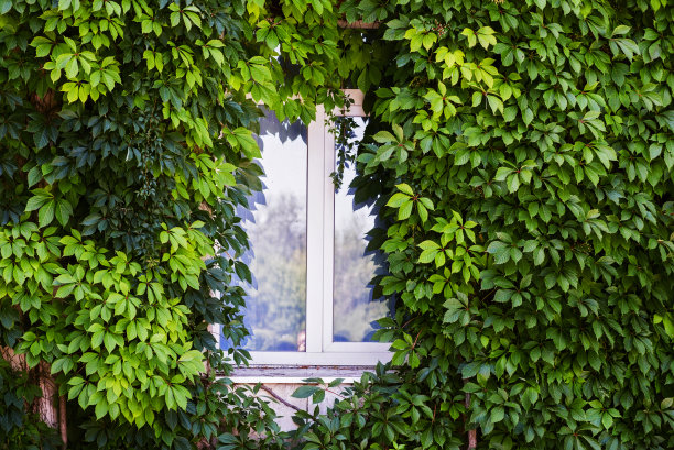 外墙上的现代塑钢窗和野生葡萄藤图片下载