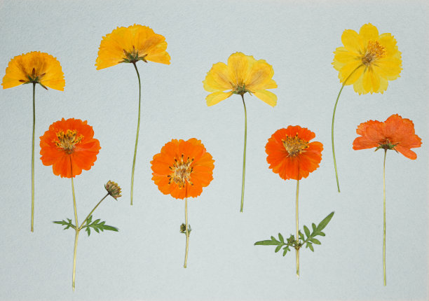 旧相册里的一页蓝色的。剪贴簿元素装饰有树叶、花和花瓣的宇宙，化妆地毯。乡村风格的相册页在剪贴簿与相框的照片。图片下载